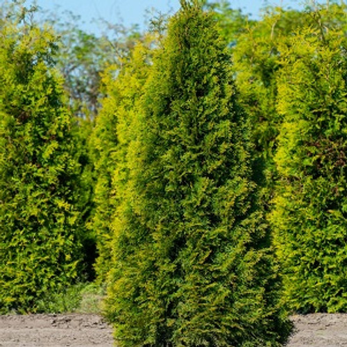 green giant cedar