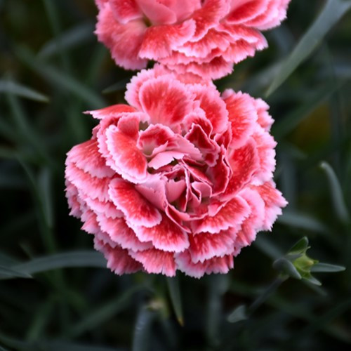 Scent First Coral Reef Dianthus