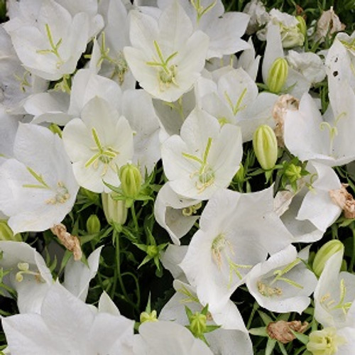 White Clips bellflower campanula