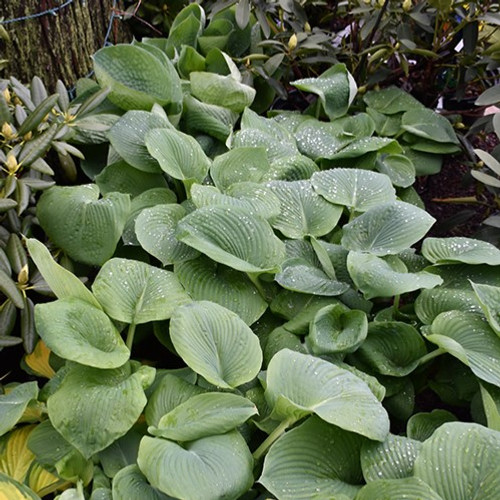 Elegans Hosta