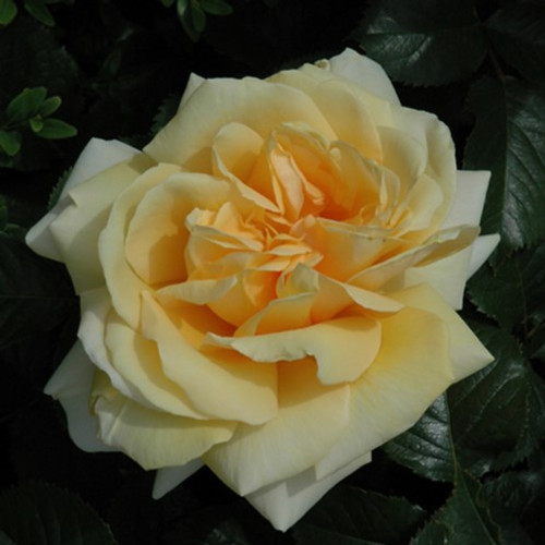 Winter Sun Hybrid Tea Rose