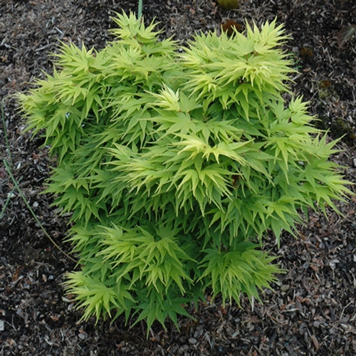 Mikawa Yatsubusa Japanese Maple Mikawa Yatsubusa Japanese Maple