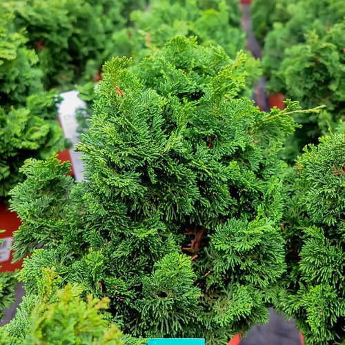 Dwarf Hinoki Cypress