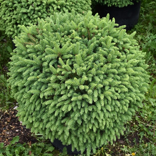 Fat Cat Dwarf Norway Spruce