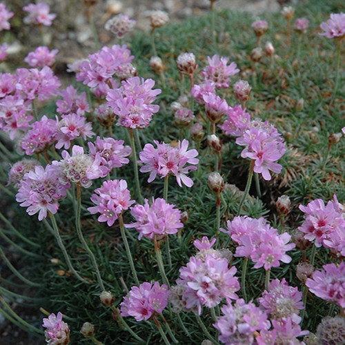 Juniper Leaved Sea Thrift