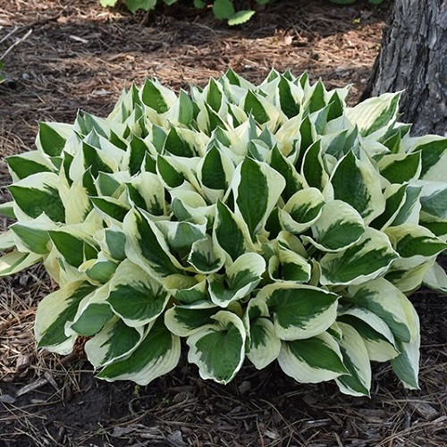 Hosta Patriot