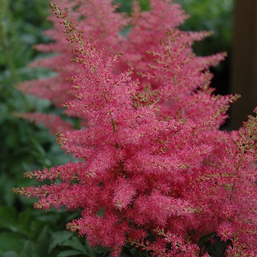 Younique Carmine Astilbe