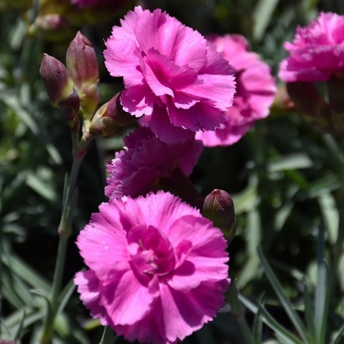 Cranberry Cocktail Dianthus
