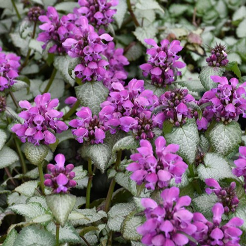 Purple Dragon Spotted Dead Nettle