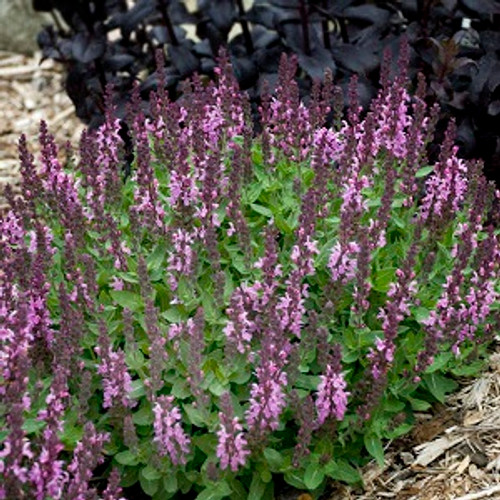 Sensation Rose Salvia