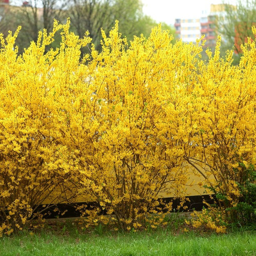 Northern Gold Forsythia