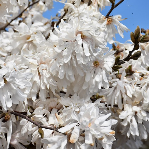 Royal Star Magnolia