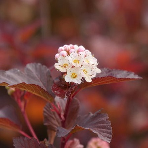 ginger wine ninebark