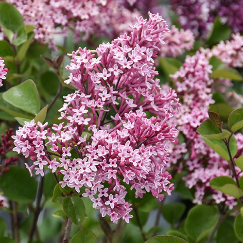 Tinkerbelle Lilac