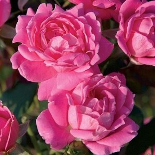 French Lace - Star® Roses and Plants