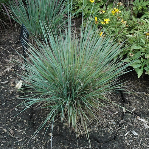 Standing Ovation Little Bluestem Ornamental Grass