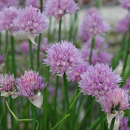 Allium