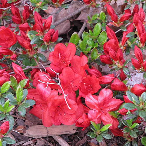 Red Demon Azalea