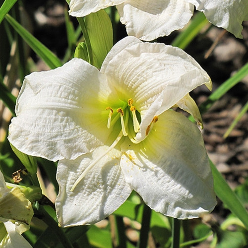 Gentle Shepherd Daylily