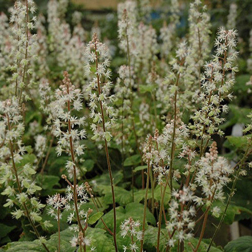 Wherry's Foamflower