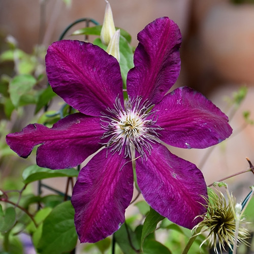 Westerplatte Clematis