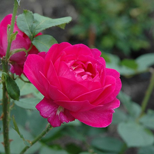 Big Purple Hybrid Tea Rose