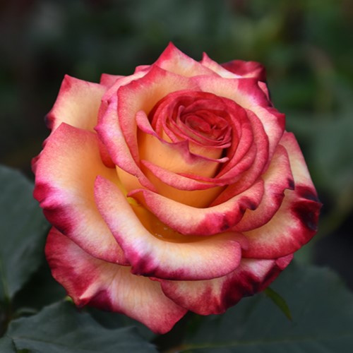 Dream Come True Grandiflora Rose