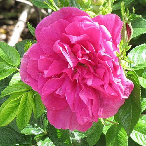 Hansa Rugosa Rose