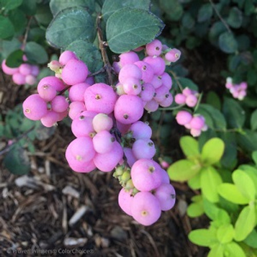 Proud Berry Coralberry