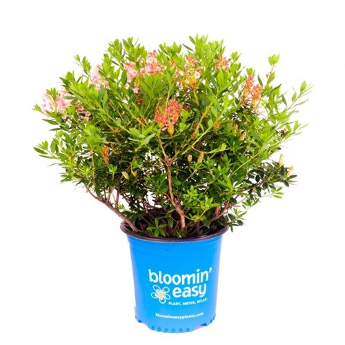 Bloombux Magenta Rhododendron