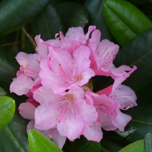 Helsinki University Rhododendron