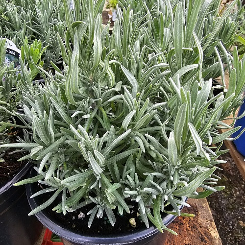 Lavender