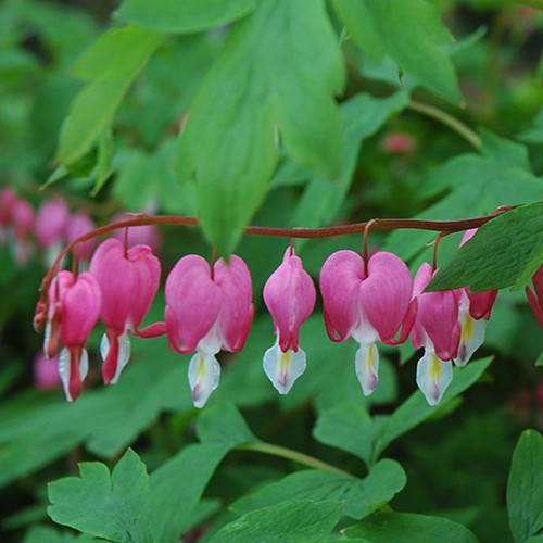 Dicentra spectabilis