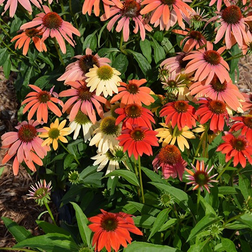 Double Scoop™ Orangeberry - Coneflower - Echinacea hybrid