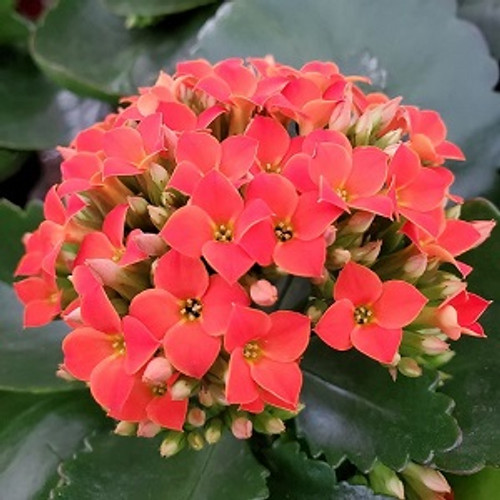 Kalanchoe