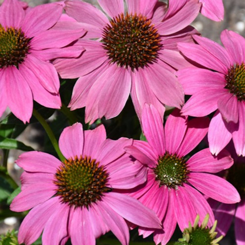 Pow Wow Wild Berry Coneflower