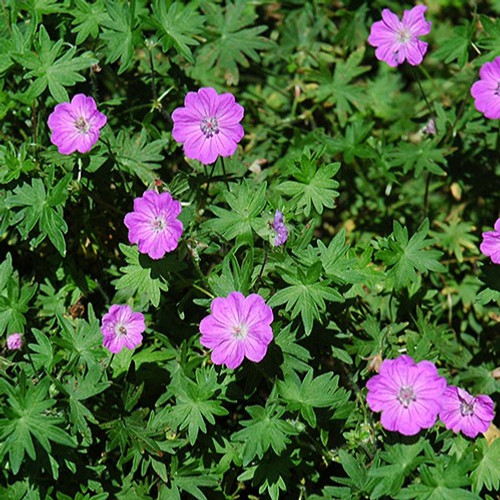 Bloody Cranesbill 
Geranium sanguineum