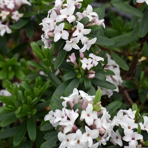 Eternal Fragrance Daphne Eternal Fragrance Daphne