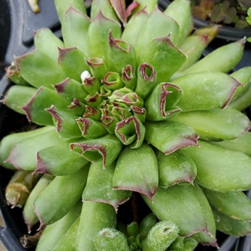 Hens & Chicks - Oddity