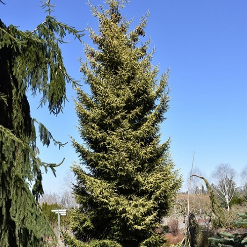 Skylands Golden Oriental Spruce