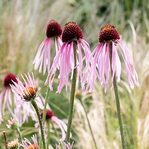 Pale Purple Coneflower