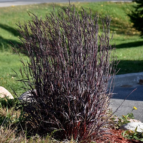 Blackhawks Bluestem
