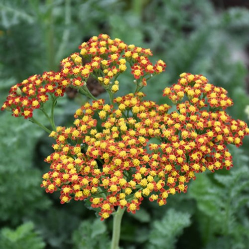 Sassy Summer Sunset Yarrow