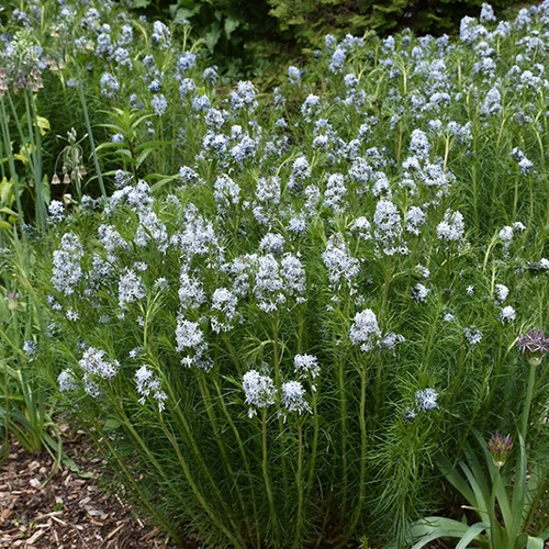 Narrow Leaf Blue Star