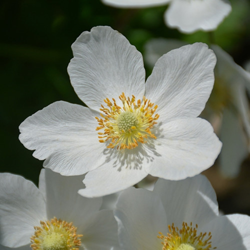 Anemone Frilly Knickers liners from Emerald Coast Growers