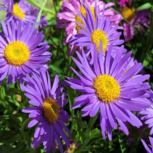 Aster New England