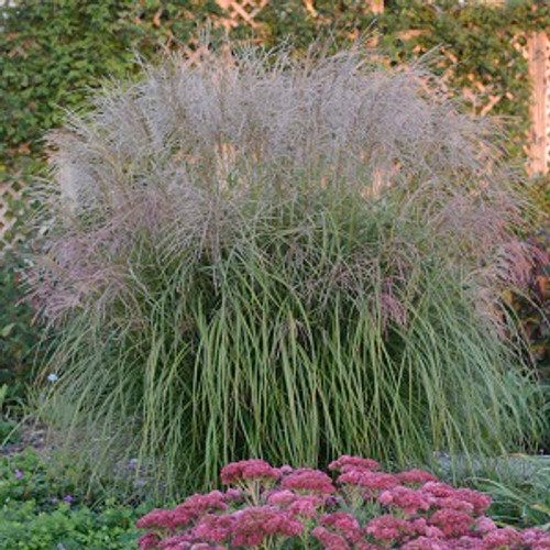 Autumn Anthem Maiden Grass Ornamental Grass