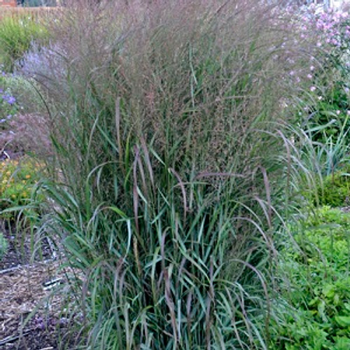 Prairie Winds Apache Rose Switch Grass Ornamental Grass