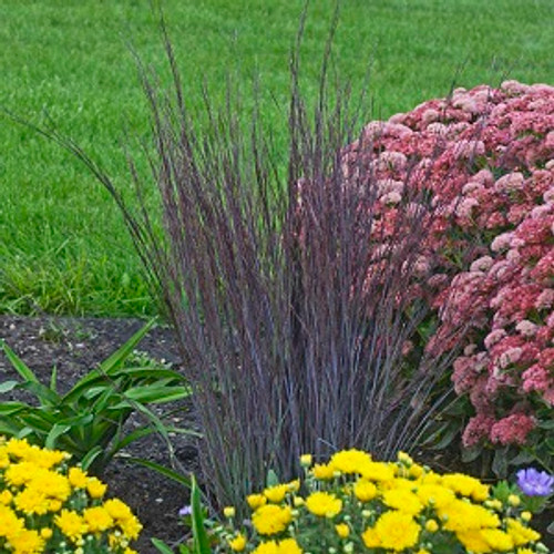 Smoke Signal Little Bluestem Ornamental Grass