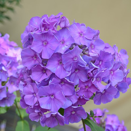 Blue Paradise Garden Phlox